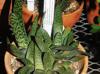 Gasteria  Gasteria brachyphylla